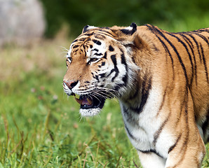 Image showing Tiger