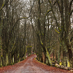 Image showing A path and alley