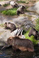 Image showing Brown bear