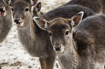 Image showing Fallow deer