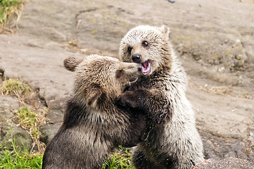 Image showing Young bears