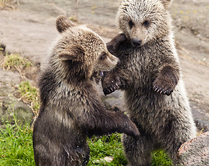 Image showing Young bears