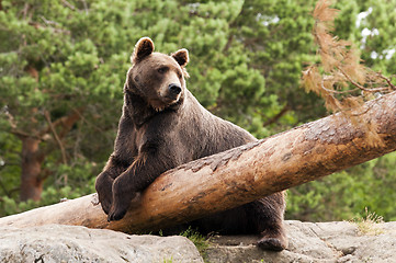 Image showing Bear