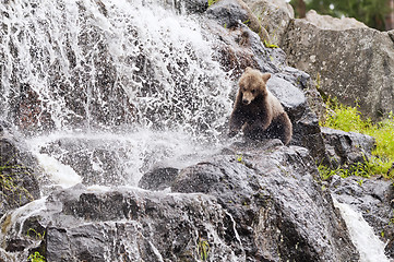 Image showing Young bear