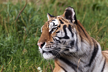 Image showing Tiger