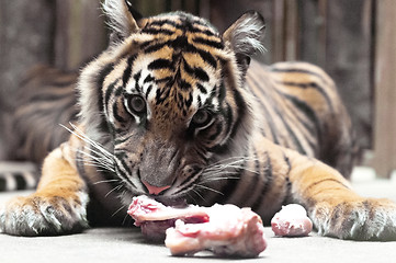 Image showing Young Tiger