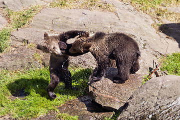 Image showing Young -bears