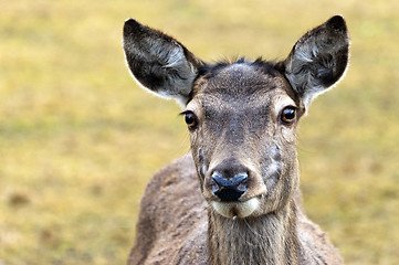 Image showing Deer