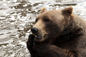 Image showing Brown bear