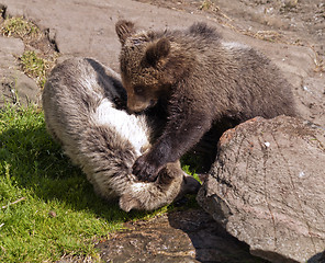 Image showing Young bears