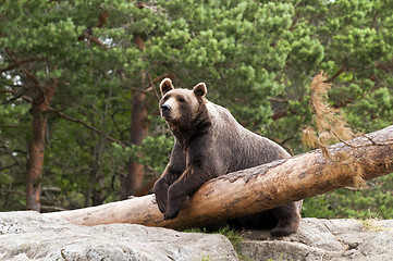 Image showing Bear