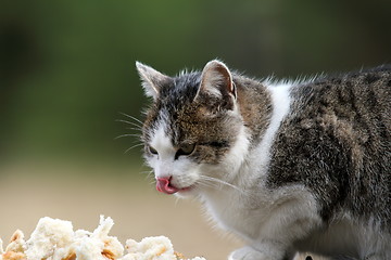 Image showing hungry cat