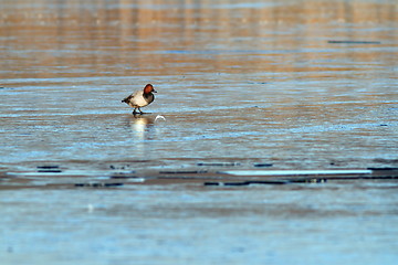 Image showing minimalist view with duck on ice