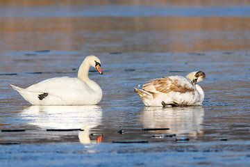 Image showing mute swans standing on frozen lake