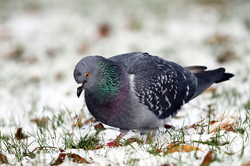 Image showing pigeon searching food in snow