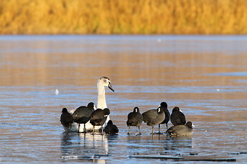 Image showing coots and swan standing together