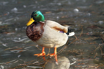 Image showing male mallard duck standing on ice