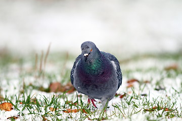 Image showing pigeon walking towards the camera