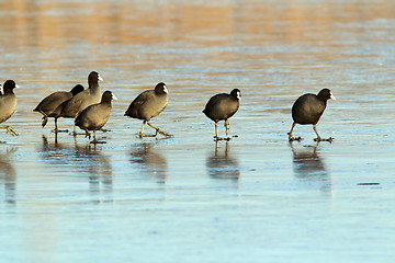 Image showing coots walking with care on frozen surface