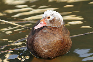 Image showing feral cairina moschata