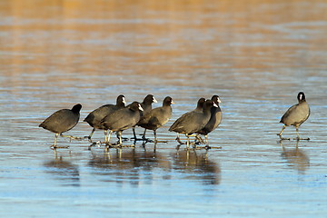 Image showing flock of coots walking on frozen lake