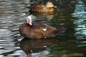 Image showing feral muscovy duck