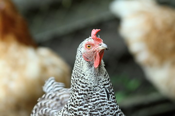 Image showing grey and black hen portrait