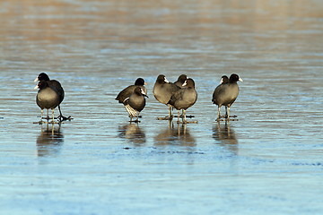 Image showing black coots on frozen surface