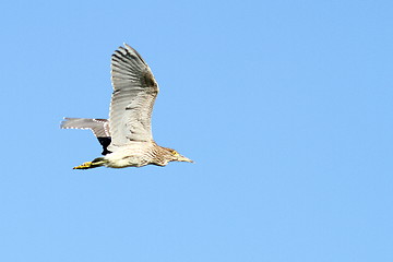 Image showing juvenile night heron in flight