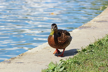 Image showing female mallard near the lake