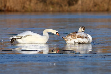 Image showing swans skating on ice