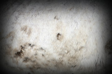 Image showing muddy white horse pelt