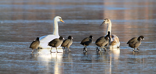 Image showing mute swans and coots together on ice