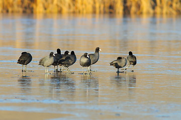 Image showing flock of fulica atra on frozen lake