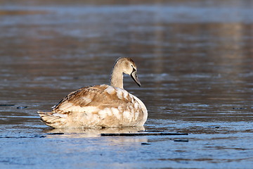 Image showing juvenile mute swan on icy surface