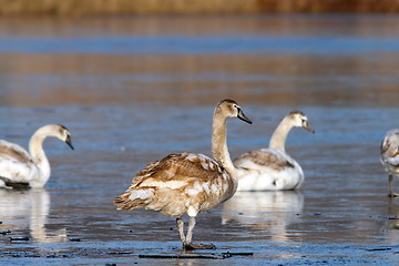 Image showing juvenile mute swan