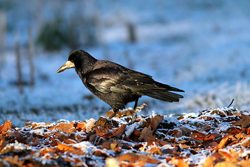 Image showing corvus frugilegus foraging on ground