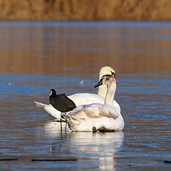 Image showing mute swans and coot