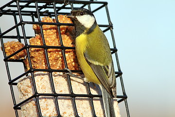 Image showing great tit on a lard feeder