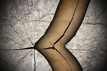 Image showing cracked tree stump