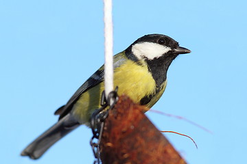 Image showing great tit on coconut feeder