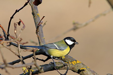 Image showing great tit standing on tree