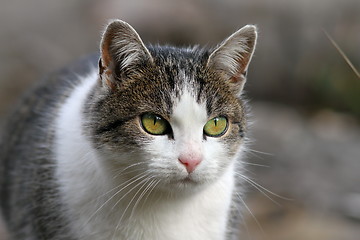Image showing curious looking cat portrait