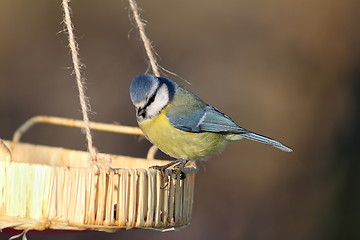 Image showing blue tit at a seed feeder