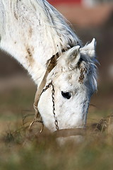 Image showing detail of white horse grazing