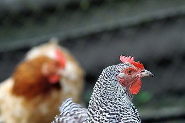 Image showing portrait of a hen at the farm