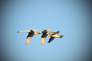 Image showing mute swans in flight
