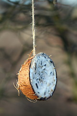 Image showing coconut feeder full of lard