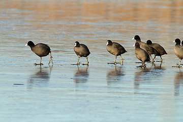 Image showing common coots walking on ice