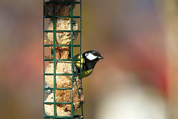 Image showing great tit on a fat feeder